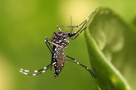 Xét nghiệm tìm kháng nguyên virus Dengue NS1 giúp bạn phát hiện bệnh sớm để điều trị và phòng bệnh kịp thời
