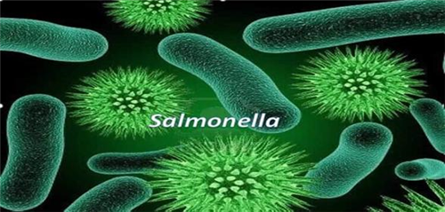 Phòng ngừa trực khuẩn Salmonella (Vi khuẩn thương hàn) gây ngộ độc thực phẩm