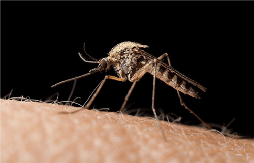Ngày Thế giới phòng, chống bệnh sốt rét 25/4: Chung tay đẩy lùi bệnh sốt rét