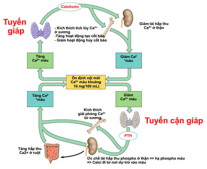 Định lượng Calci trong máu