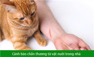 Cảnh báo chấn thương từ vật nuôi trong nhà