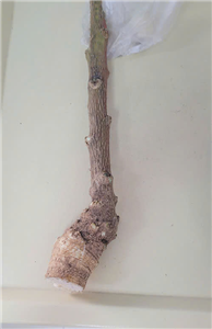 Cảnh báo nguy cơ ngộ độc, phản vệ trong ăn uống